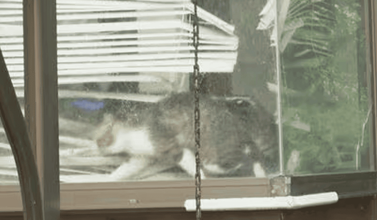 【特定】ネコ150匹死骸の飼い主顔画像は?住所は熊本市北区弓削(ゆげ)!